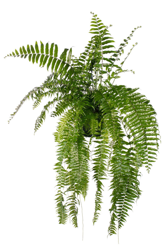 Nephrolepis Macho Schwertfarn Ø20 cm 100 cm – Pflanzfix24