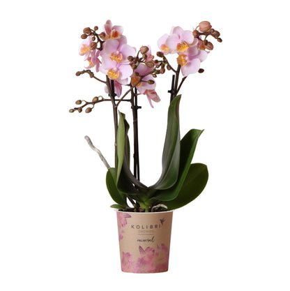 Rosa Phalaenopsis Orchidee 9cm – blühende Zimmerpflanze | Pflanzfix24