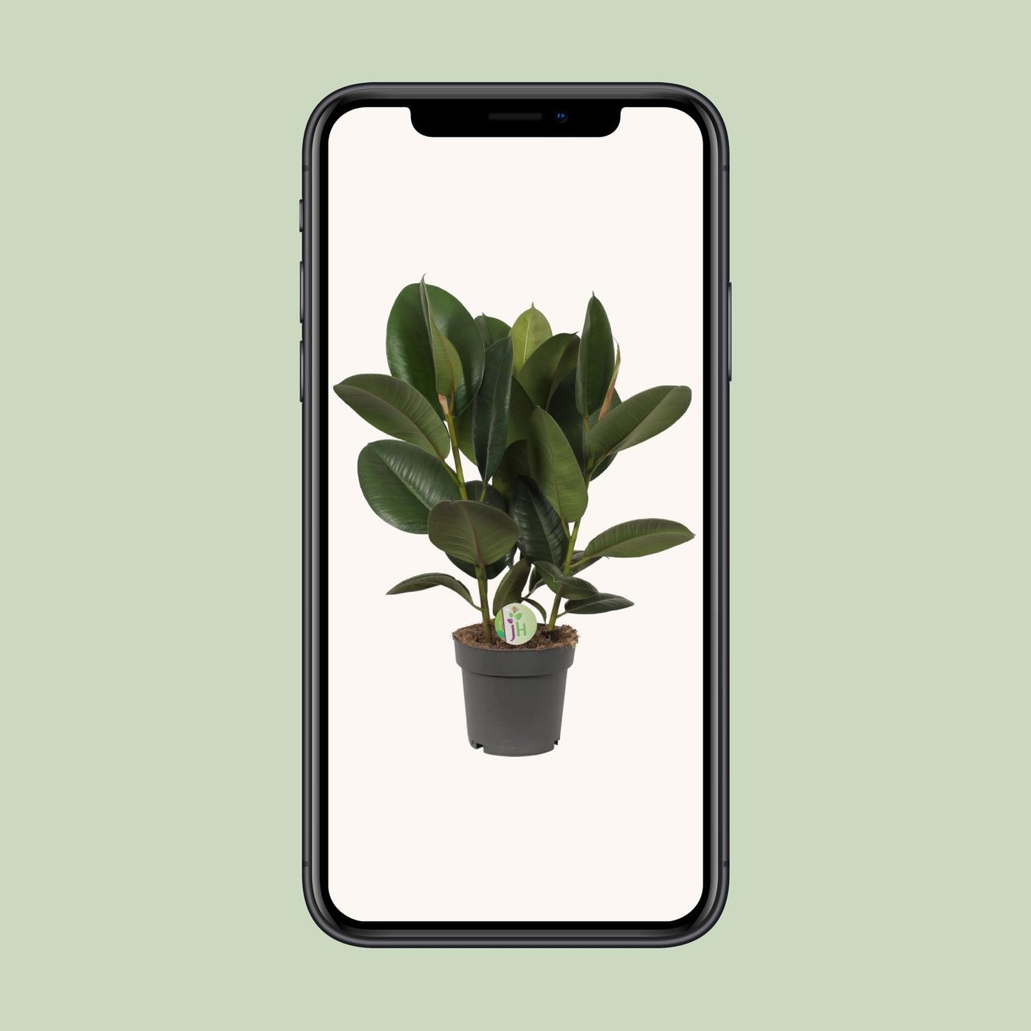 Ficus Robusta - Ø19cm - ↕50cm - Pflanzfix24