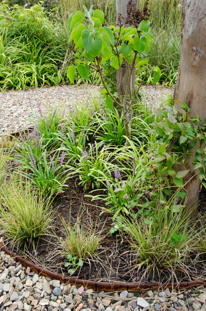 3x Carex brunnea 'Variegata' - 30cm - Ø14 - Pflanzfix24