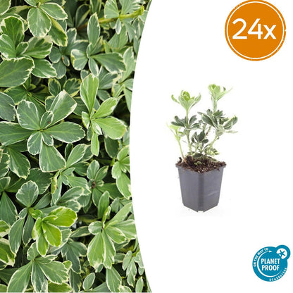 24x Pachysandra terminalis 'Variegata' - ↕10-25cm - Ø9cm - Pflanzfix24