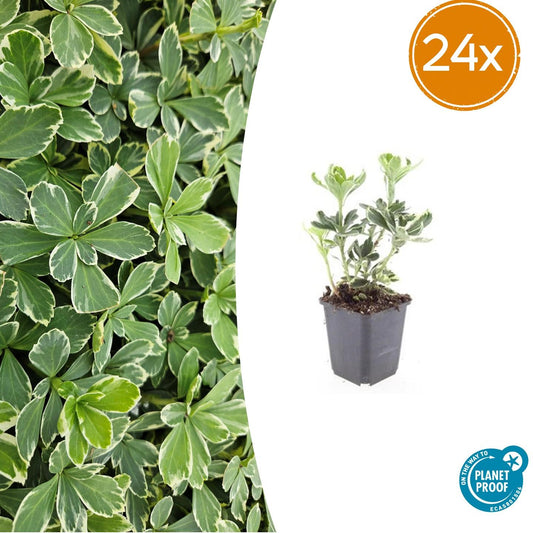 24x Pachysandra terminalis 'Variegata' - ↕10-25cm - Ø9cm - Pflanzfix24