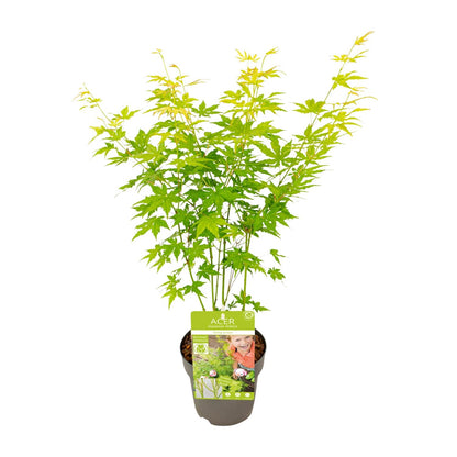 Acer palmatum Going Green - Ø15cm - ↕30cm - Pflanzfix24.de - Pflanzfix24.de