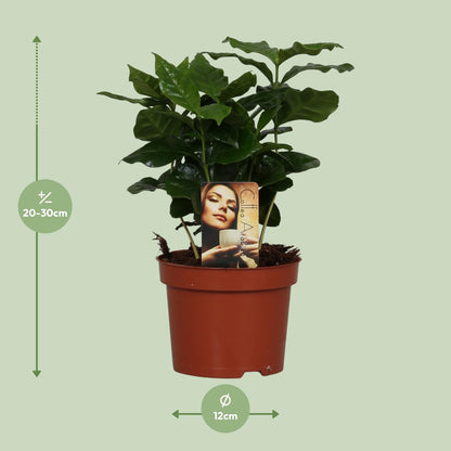 Coffea Arabica - Ø12cm - ↕25cm - Pflanzfix24.de - Pflanzfix24.de