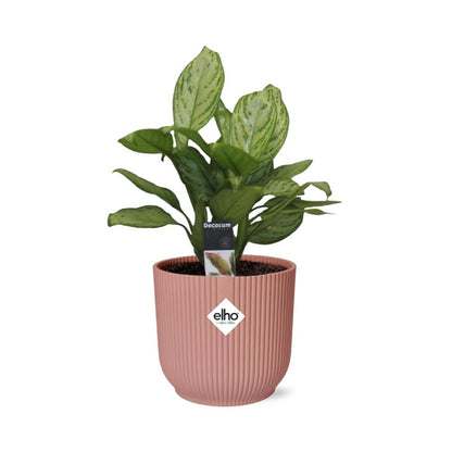 Aglaonema Christina in ELHO Vibes Fold 14cm roze - Pflanzfix24