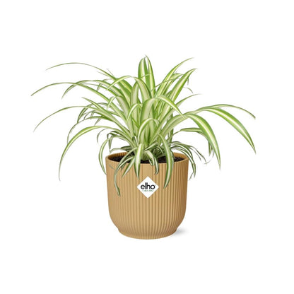 Chlorophytum Comosum Variegatum - Pflanzfix24