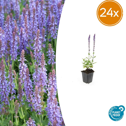24x Salvia nem. 'Caradonna' - ↕10-25cm - Ø9cm - Pflanzfix24