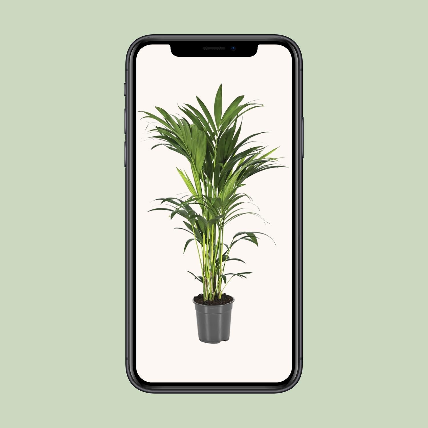 Howea Forsteriana - Ø21cm - ↕100cm - Pflanzfix24.de - Pflanzfix24.de
