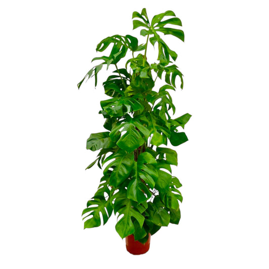 Monstera Deliciosa XXL - 180 cm - ø27 bei Pflanzfix24