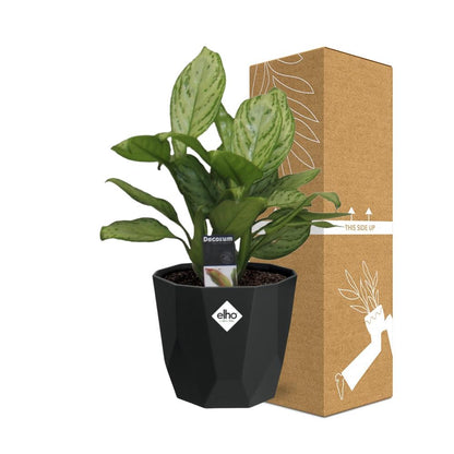 Aglaonema Christina - Pflanzfix24