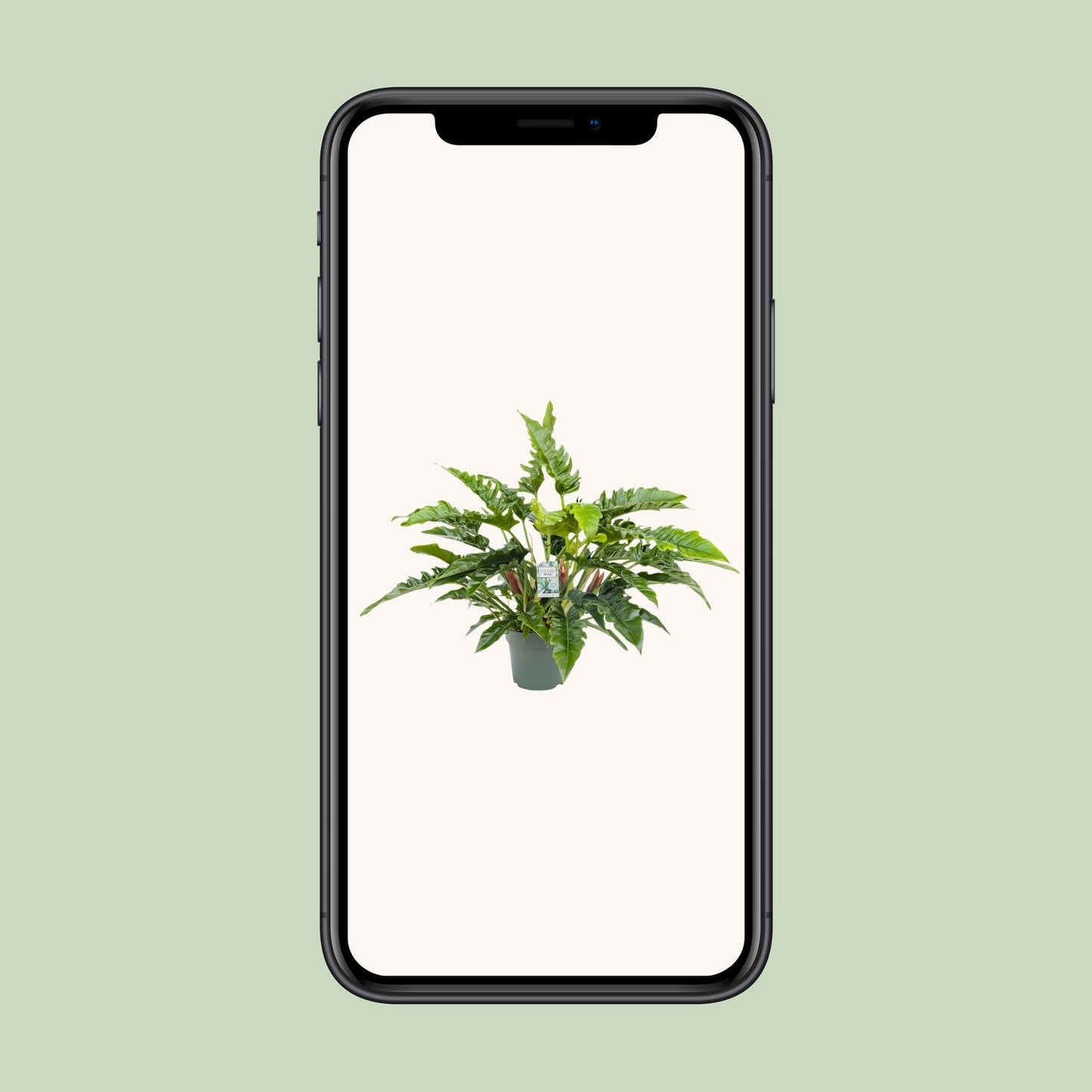 Philodendron Rambo - Ø27cm - ↕65cm bei Pflanzfix24