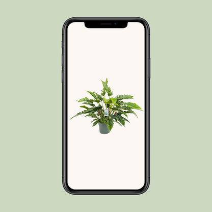 Philodendron Rambo - Ø27cm - ↕65cm bei Pflanzfix24