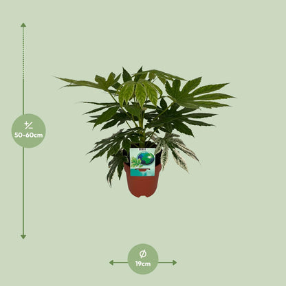Fatsia Japonica Spiderweb - Ø19cm - ↕60cm - pflanzfix24