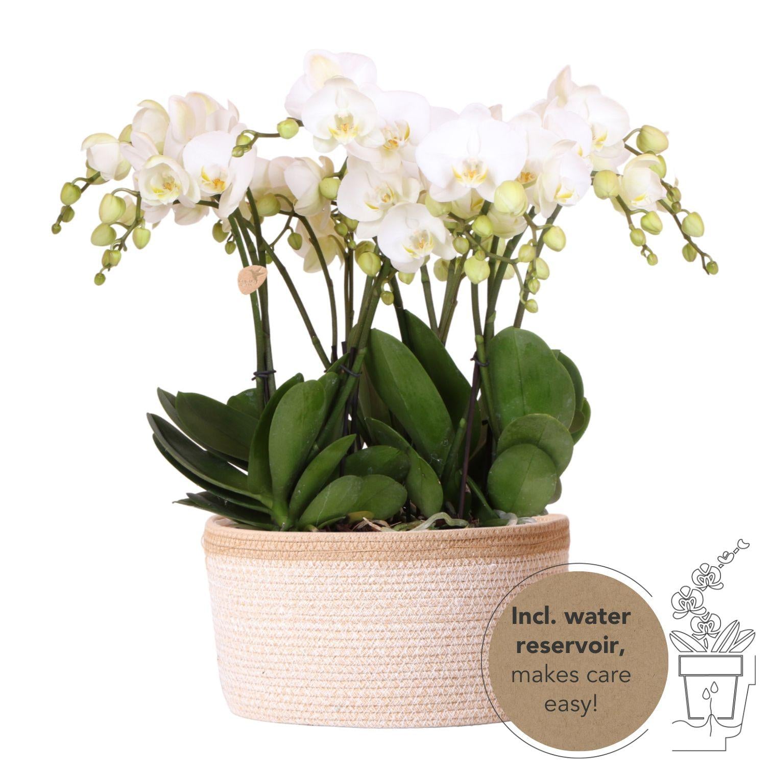 Kolibri Orchideen Gent Weiß Baumwollkorb 12cm mit Wassertank – Pflanzfix24.de - Pflanzfix24.de