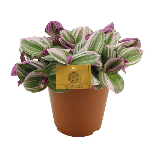 Tradescantia Nanouk - Ø15cm - ↕25cm | Pflanzfix24