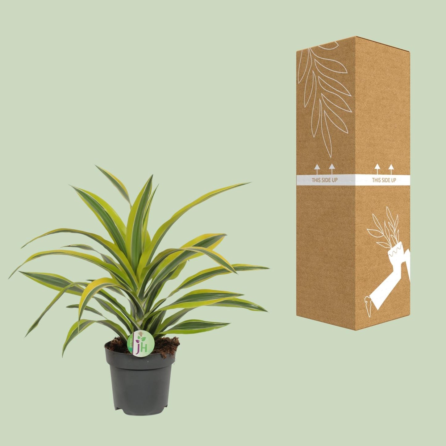 Dracaena Fragrans Lemon Lime - Ø17cm - ↕40cm von Pflanzfix24.de - Pflanzfix24.de