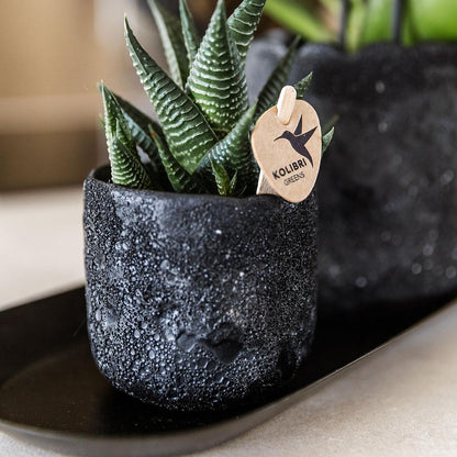 Pflanzenset Home Hub Small – Orchidee & Sukkulente inkl. Tablett | Pflanzfix24