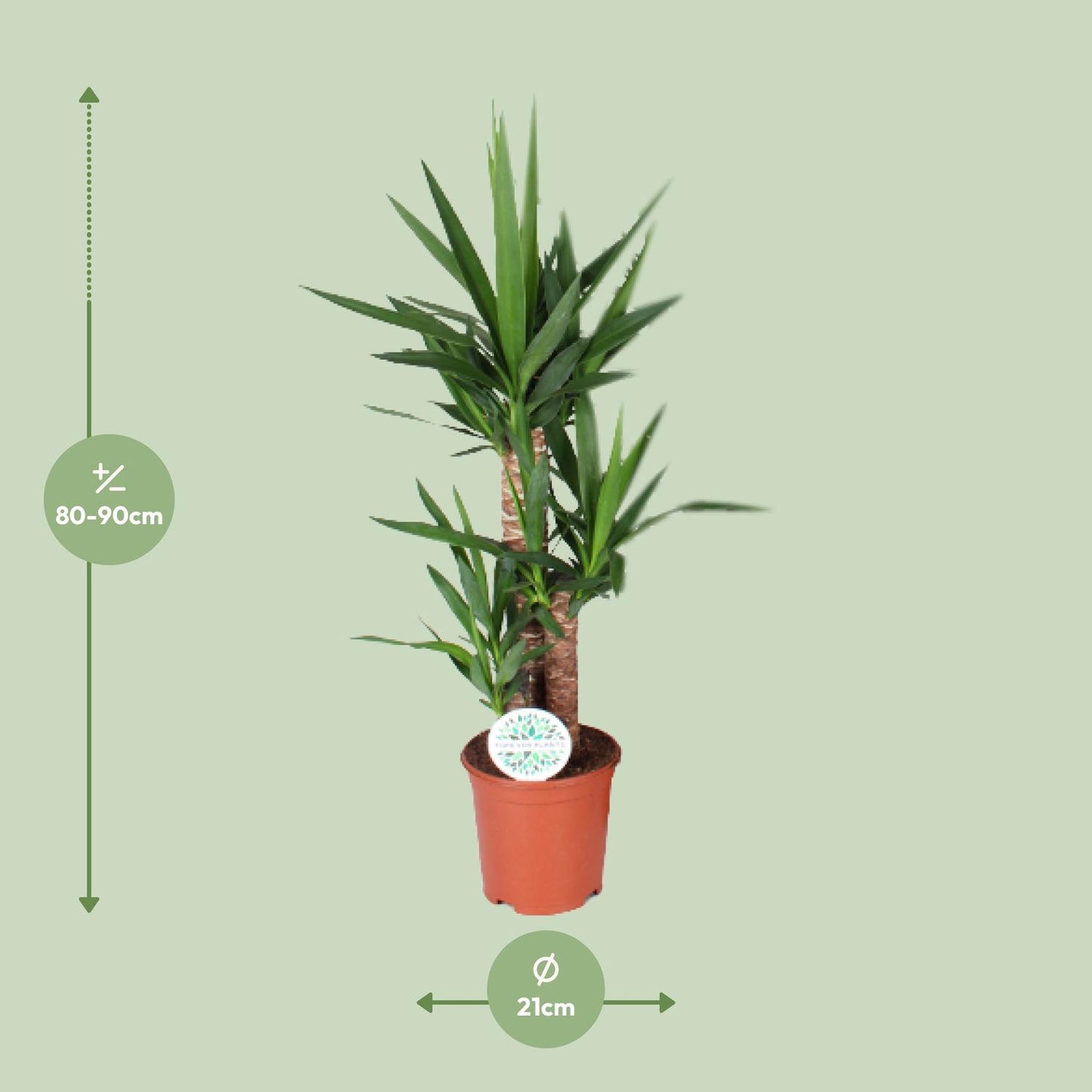 Yucca 90 cm - Ø21 cm - pflanzfix24
