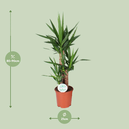 Yucca 90 cm - Ø21 cm - pflanzfix24