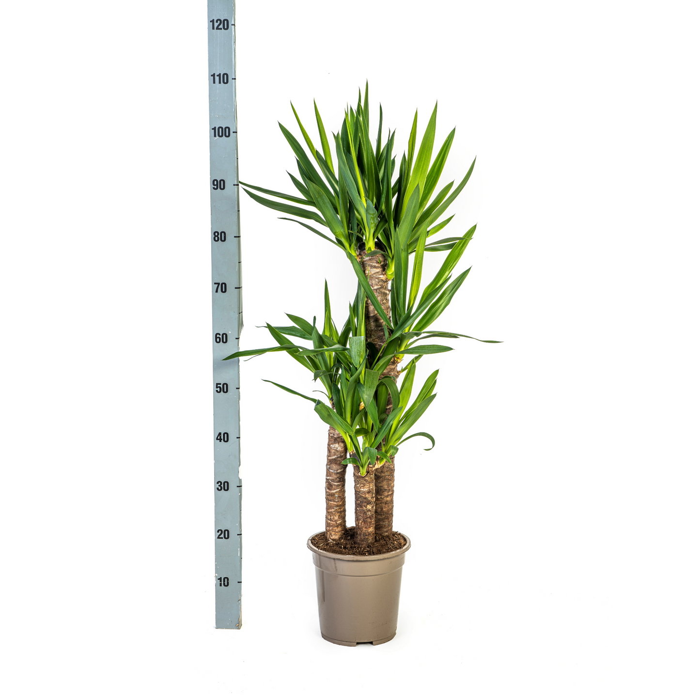 Yucca Elephantipes Ø21cm | Zimmerpflanze 90-110cm – Pflanzfix24.de - Pflanzfix24.de