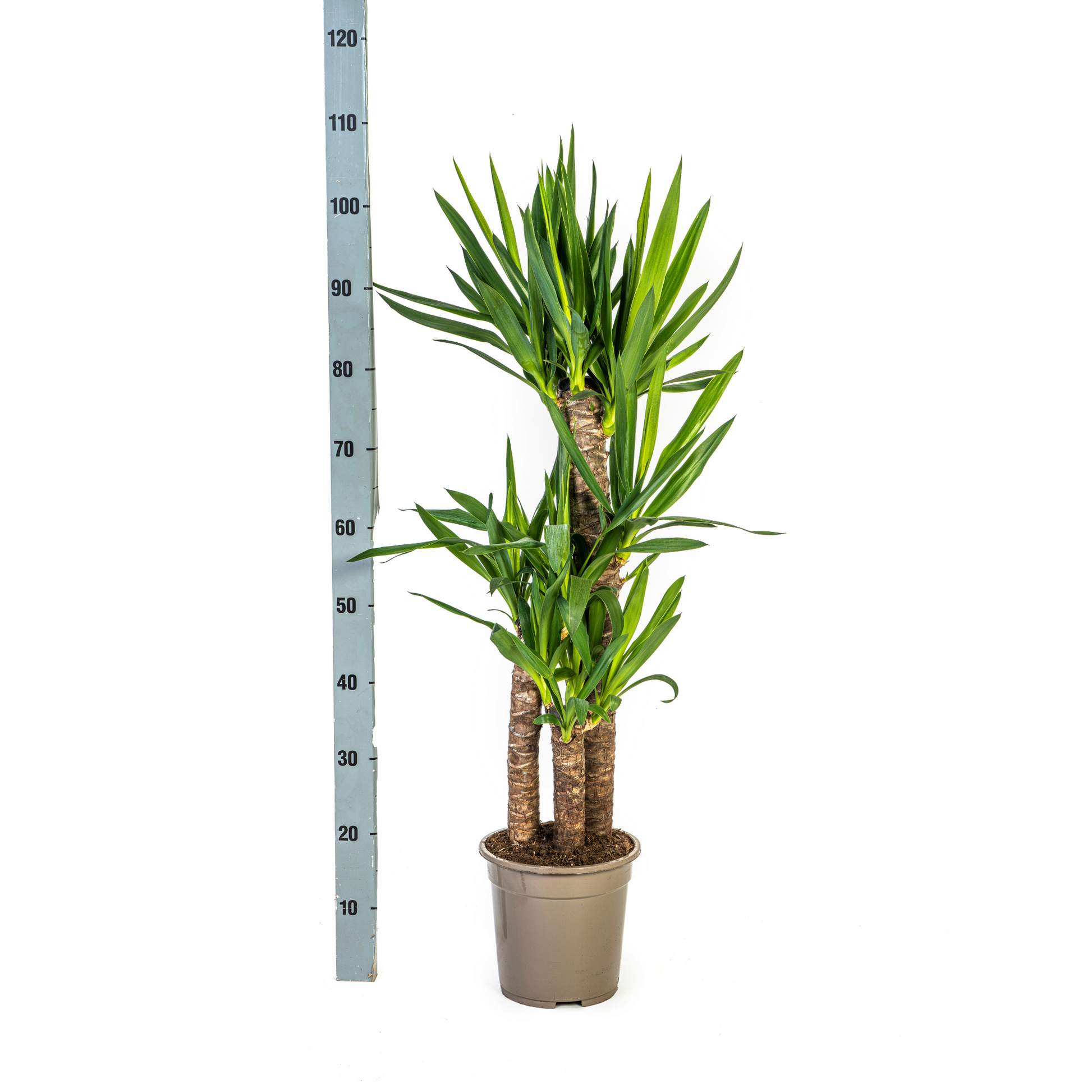 Yucca Elephantipes Ø21cm | Zimmerpflanze 90-110cm – Pflanzfix24.de - Pflanzfix24.de