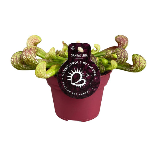 Sarracenia Psittacina - Ø12cm - pflanzfix24