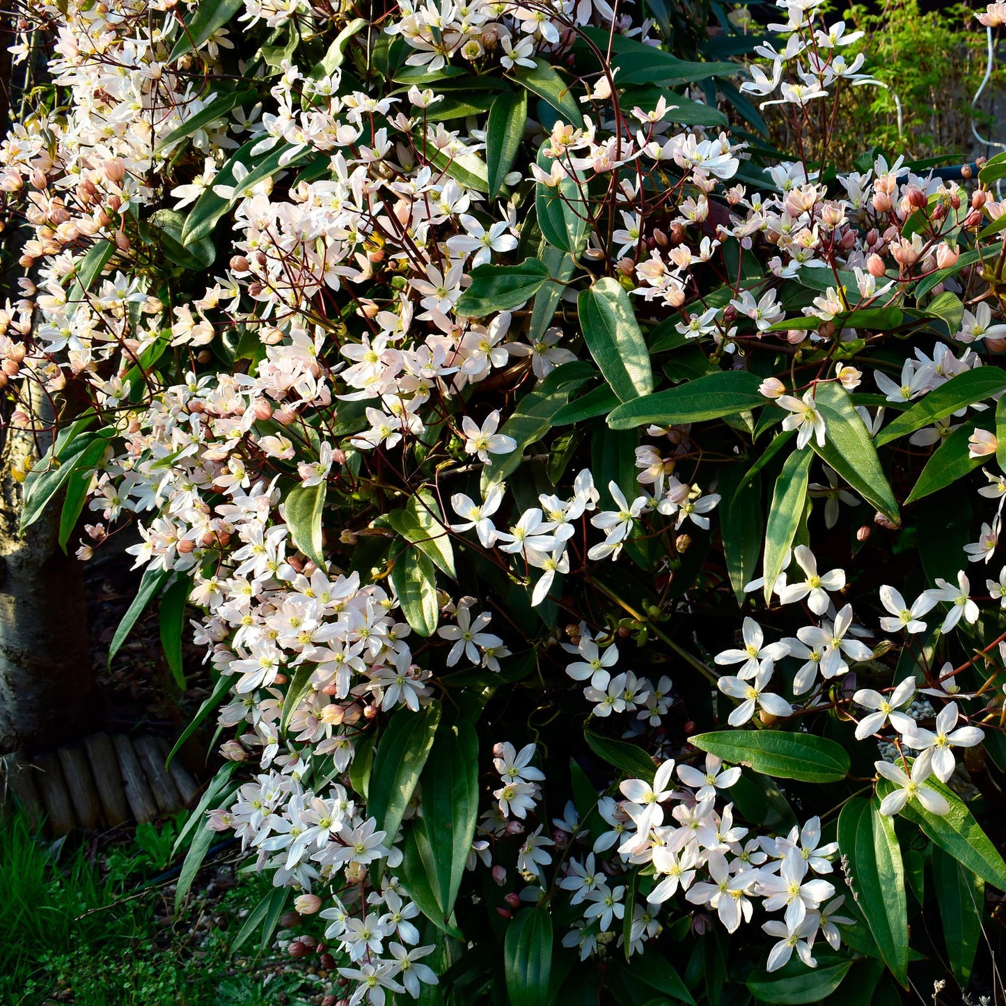 Clematis armandii - Kletterpflanze - Immergrün - 1 Pflanze - Pflanzfix24