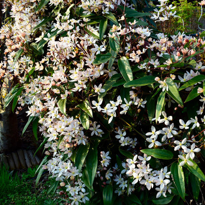 Clematis armandii - Kletterpflanze - Immergrün - 1 Pflanze - Pflanzfix24