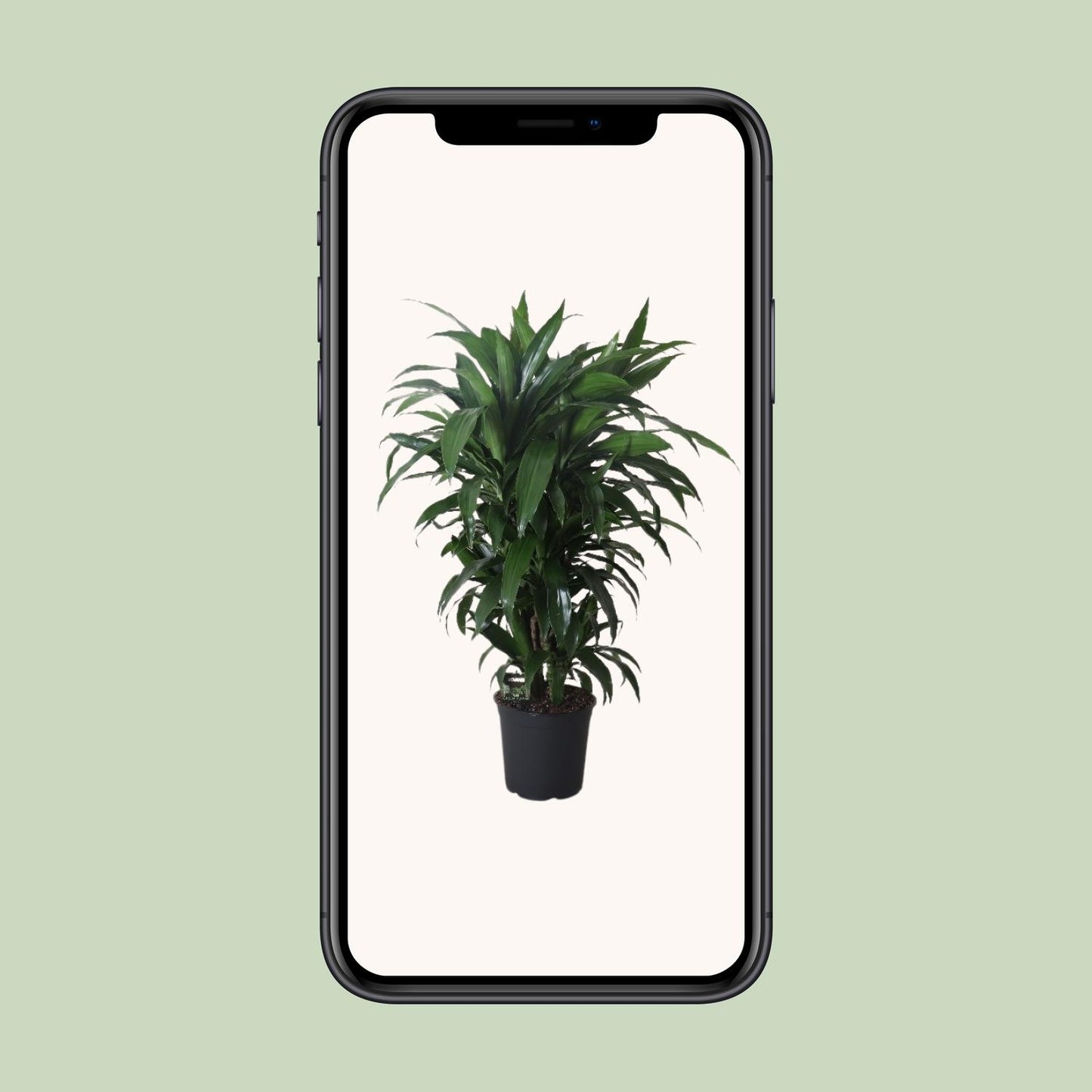 Dracaena Frag. Janet Craig - Ø27cm - ↕120cm - Pflanzfix24