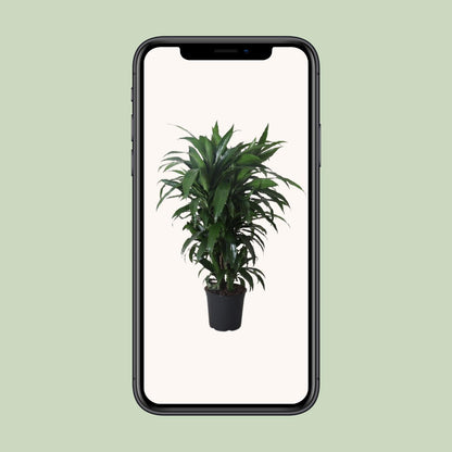 Dracaena Frag. Janet Craig - Ø27cm - ↕120cm - Pflanzfix24