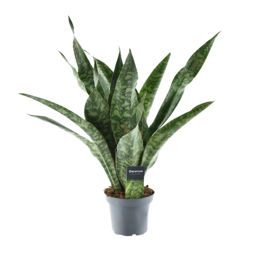 Sansevieria Aubrytniana Dragon Ø14cm - pflanzfix24