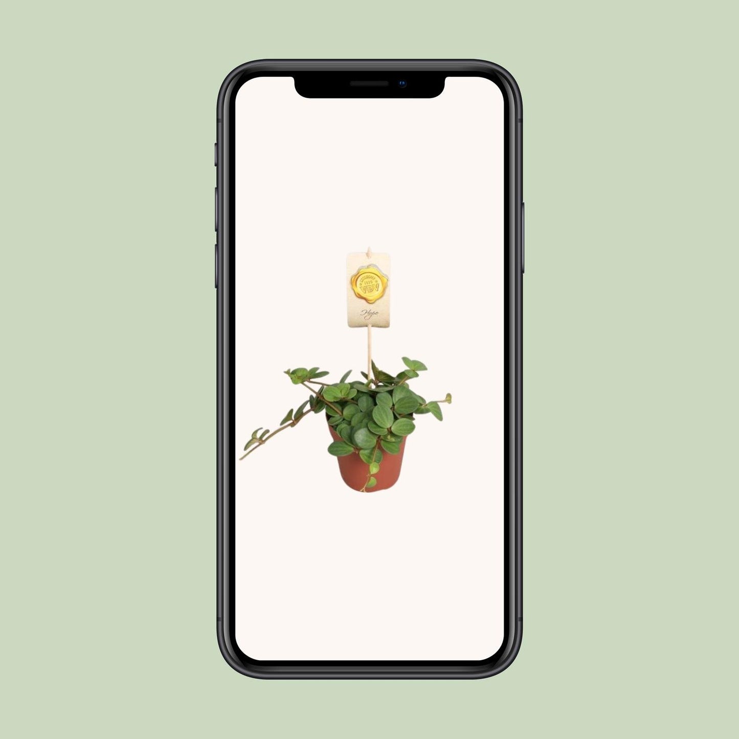 Peperomia Hope Ø12cm – Pflegeleicht & Elegant | Pflanzfix24.de - Pflanzfix24.de