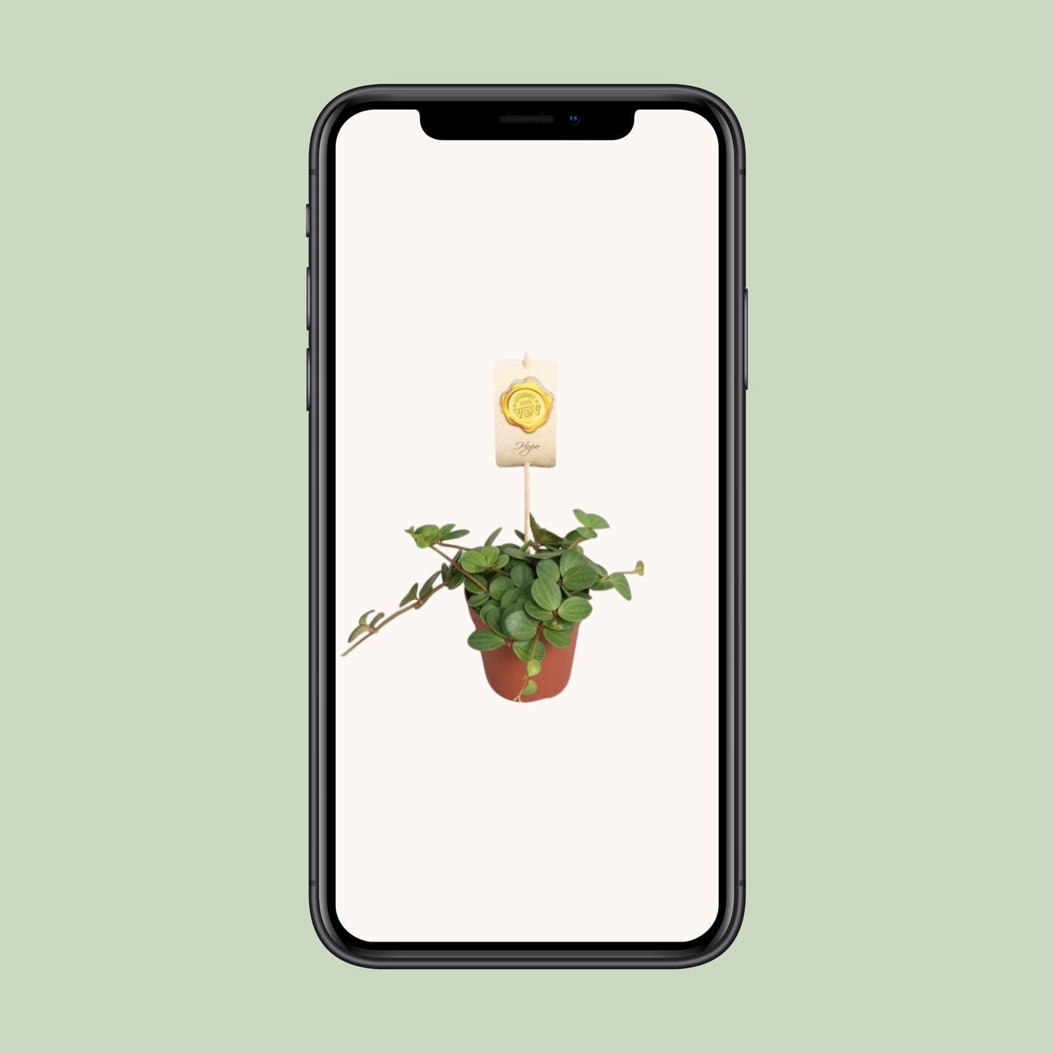 Peperomia Hope Ø12cm – Pflegeleicht & Elegant | Pflanzfix24.de - Pflanzfix24.de