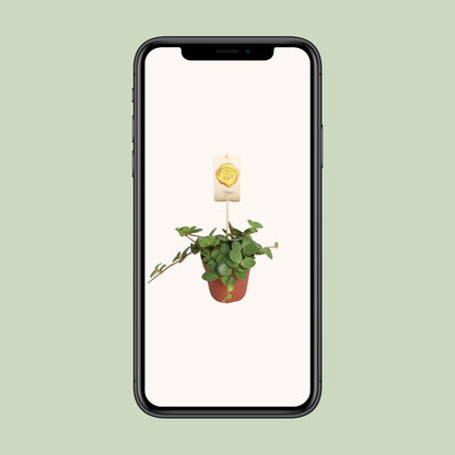 Peperomia Hope Ø12cm – Pflegeleicht & Elegant | Pflanzfix24.de - Pflanzfix24.de