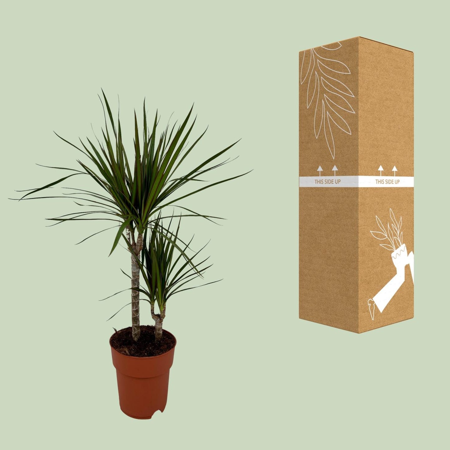 Dracaena Marginata Bicolor - Ø19cm - ↕70cm - Pflanzfix24