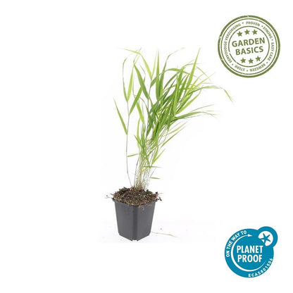12x Hakonechloa macra – Japanisches Waldgras, winterhart | Pflanzfix24.de - Pflanzfix24.de