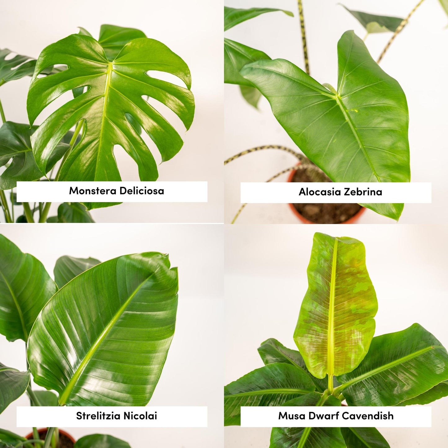 Tropisches Zimmerpflanzen-Set - Monstera, Alocasia, Strelitzia, Musa - Ø21cm/Ø19cm - ↕75cm/↕85cm - Pflanzfix24