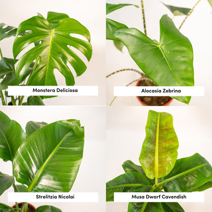 Tropisches Zimmerpflanzen-Set - Monstera, Alocasia, Strelitzia, Musa - Ø21cm/Ø19cm - ↕75cm/↕85cm - Pflanzfix24