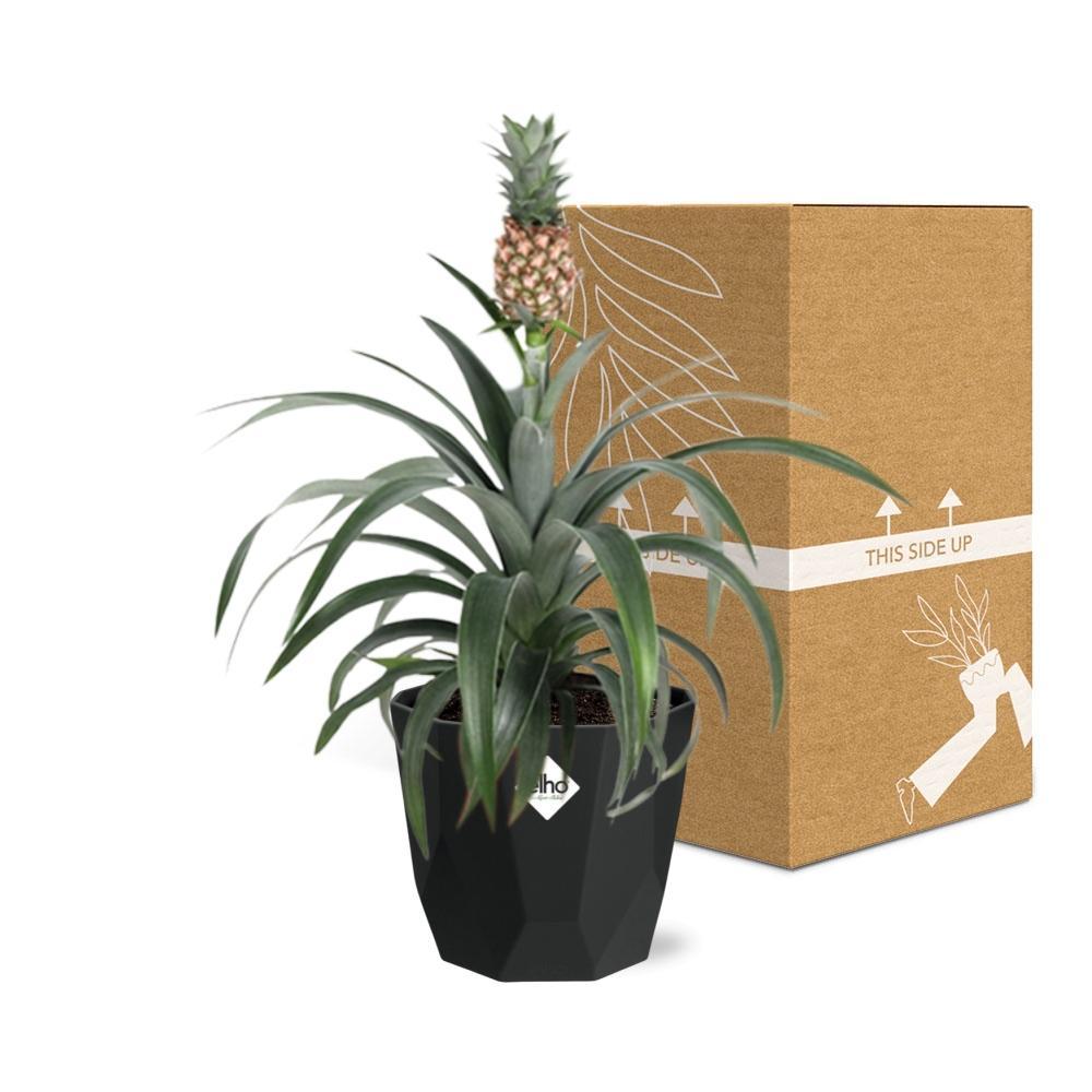 Ananas Mi Amigo in 14cm b.for rock living black - Pflanzfix24