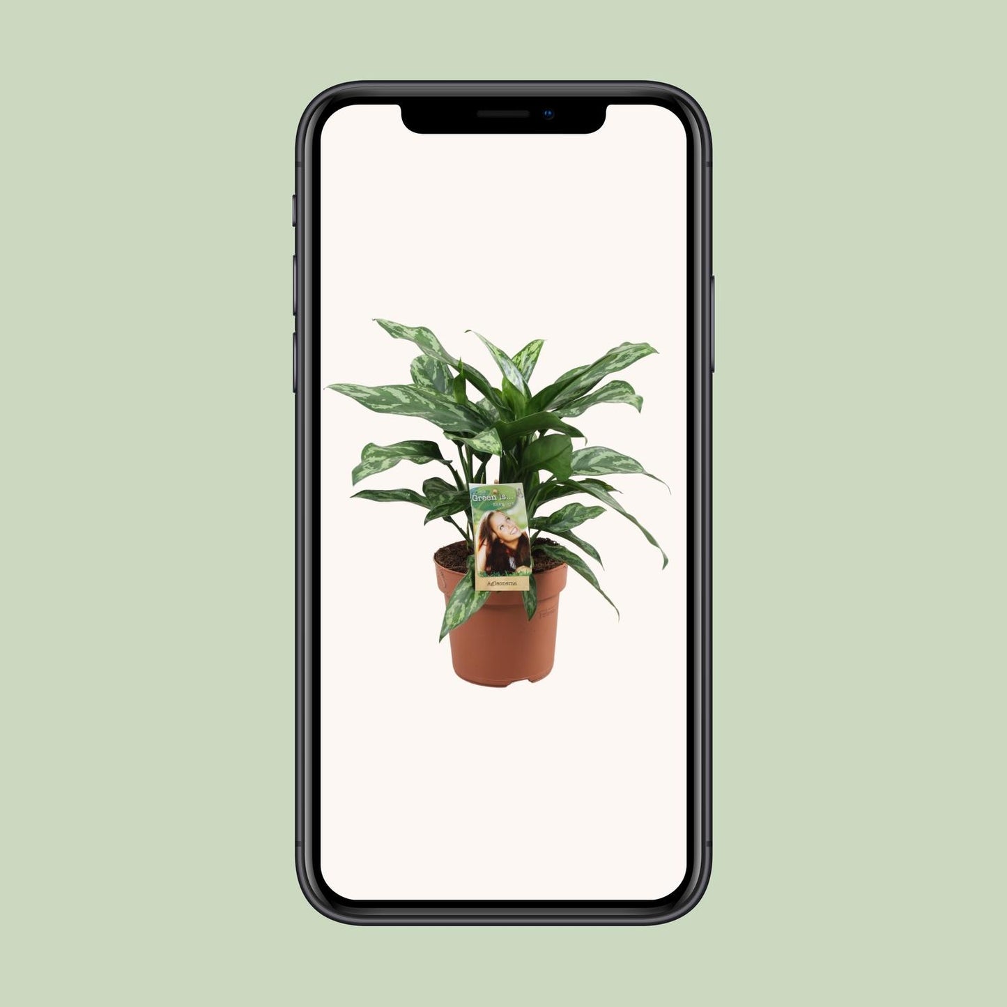 Aglaonema Maria - Ø17cm - ↕40cm - Pflanzfix24