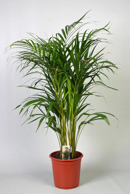 Dypsis Lutescens (Areca) - Ø21cm - ↕100cm - pflanzfix24