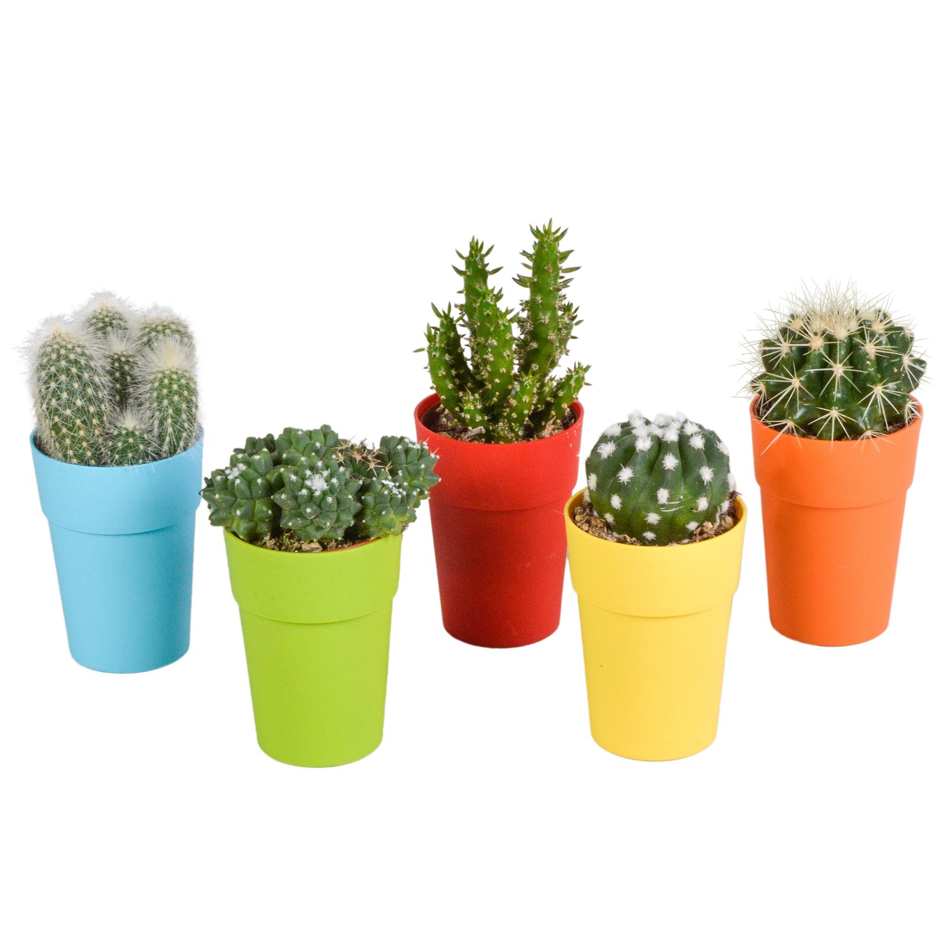 Kakteenmischung 5,5 cm - 5x - in gekleurde plasticpot - Pflanzfix24.de - Pflanzfix24.de