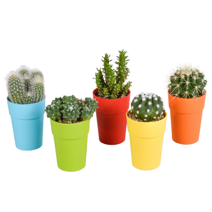 Kakteenmischung 5,5 cm - 5x - in gekleurde plasticpot - Pflanzfix24.de - Pflanzfix24.de