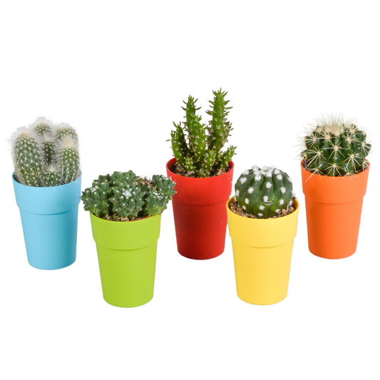 Kakteenmischung 5,5 cm - 5x - in gekleurde plasticpot - Pflanzfix24.de - Pflanzfix24.de