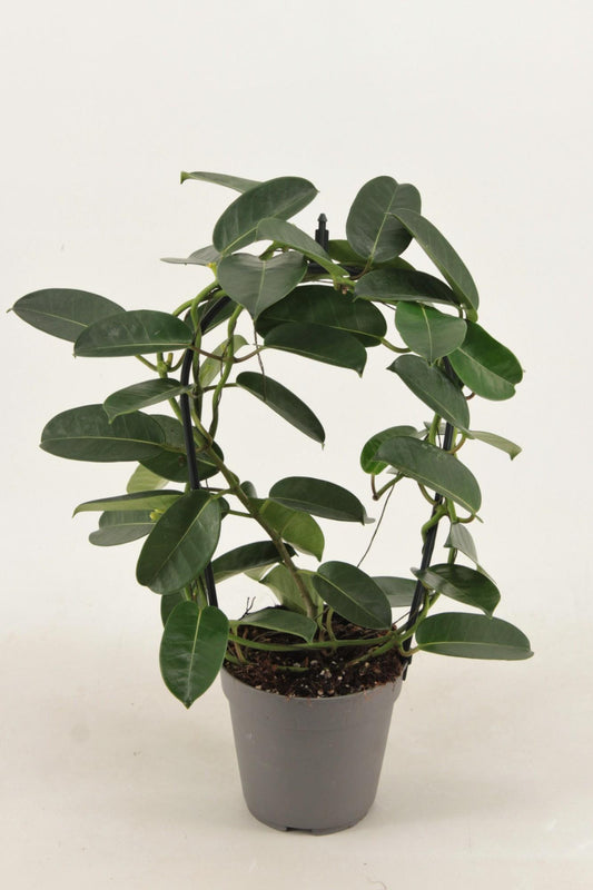 Stephanotis Evergreen - Ø12cm - ↕40cm - Pflanzfix24