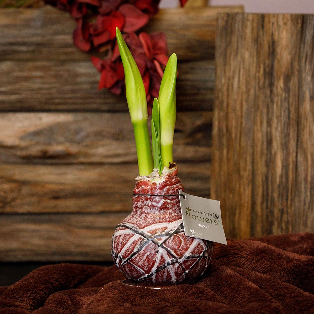 No Water Flowers® Waxz® Art van Gogh Mix (3 pack) + Red flower - Pflanzfix24