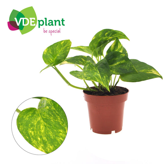 Epipremnum Aureum - Ø12cm - ↕25cm bei Pflanzfix24.de - Pflanzfix24.de