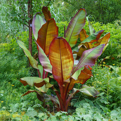 Pflanzfix24 - Bananenpflanze Ensete ventricosum Maurelli - 4 Pflanzen