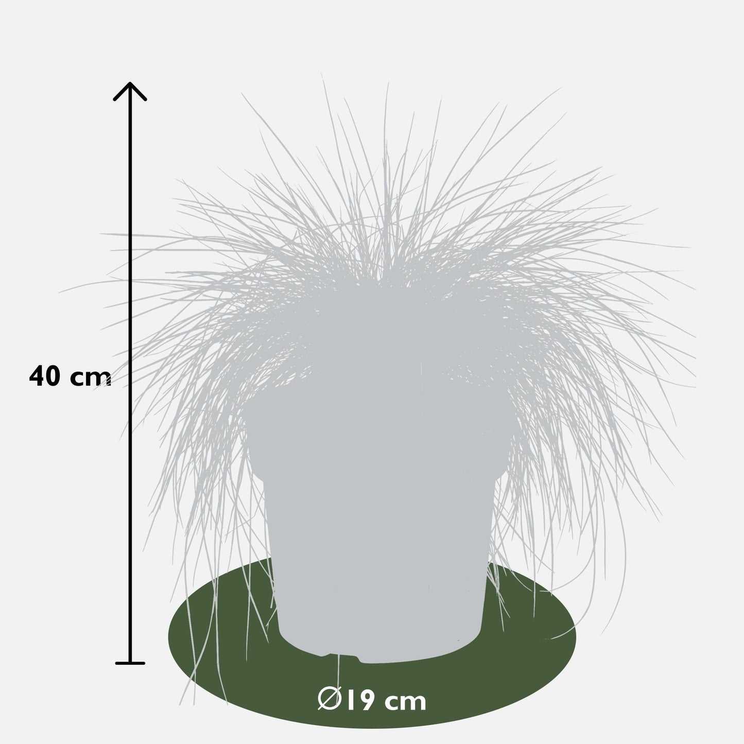 Festuca glauca Azura Blue - Ø19 - ↨40cm - Pflanzfix24