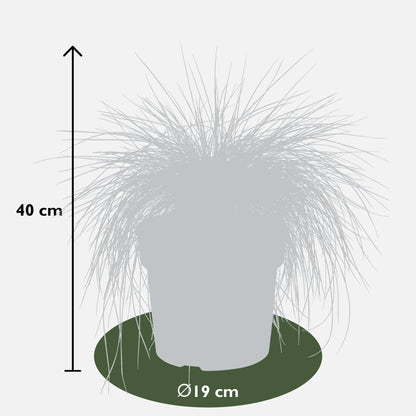 Festuca glauca Azura Blue - Ø19 - ↨40cm - Pflanzfix24